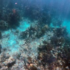 Snorkeling at Florida’s Coral Reef